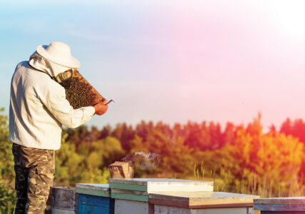 Varroa Mite Treatment for Bees Image